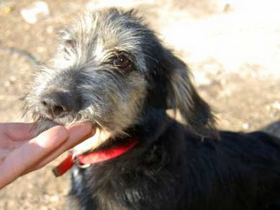 Χαρίζεται η Πατατούκα